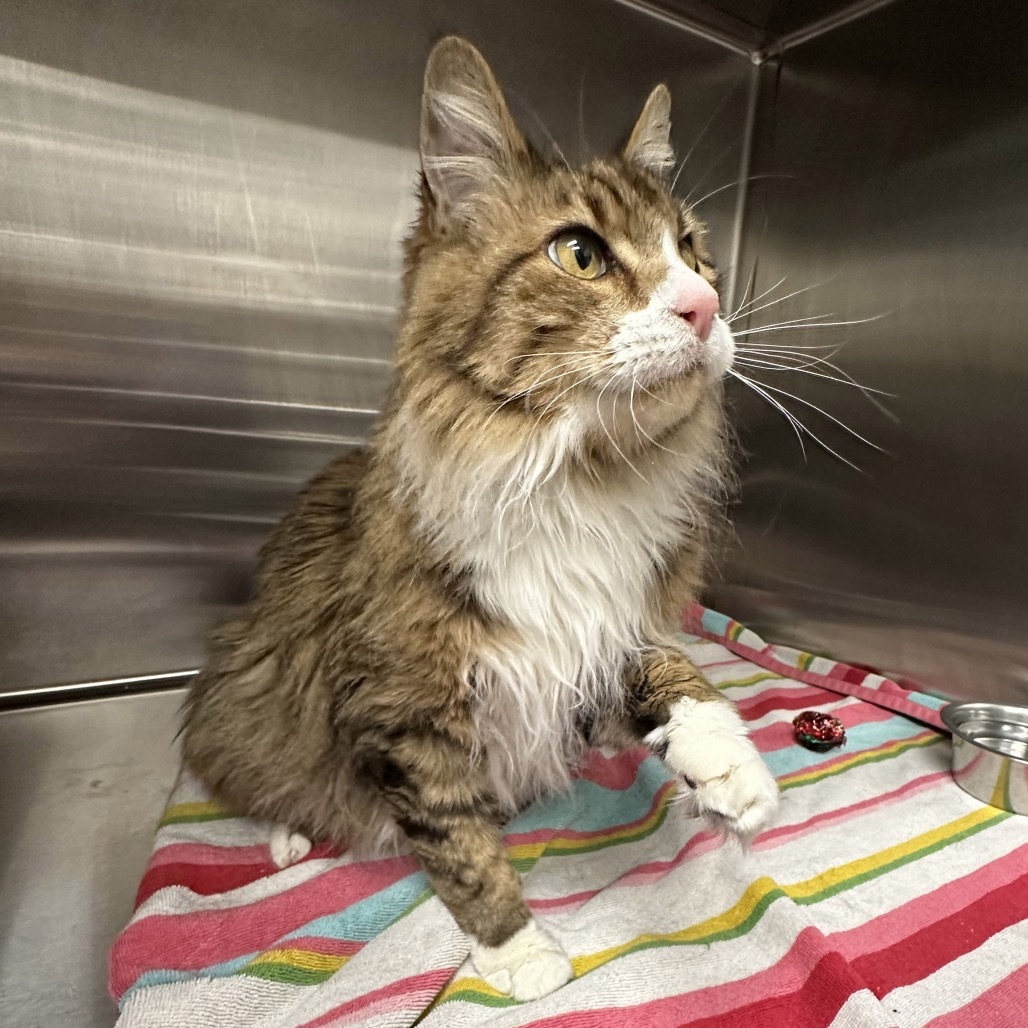 Rascal, an adoptable Domestic Long Hair in Hailey, ID, 83333 | Photo Image 5