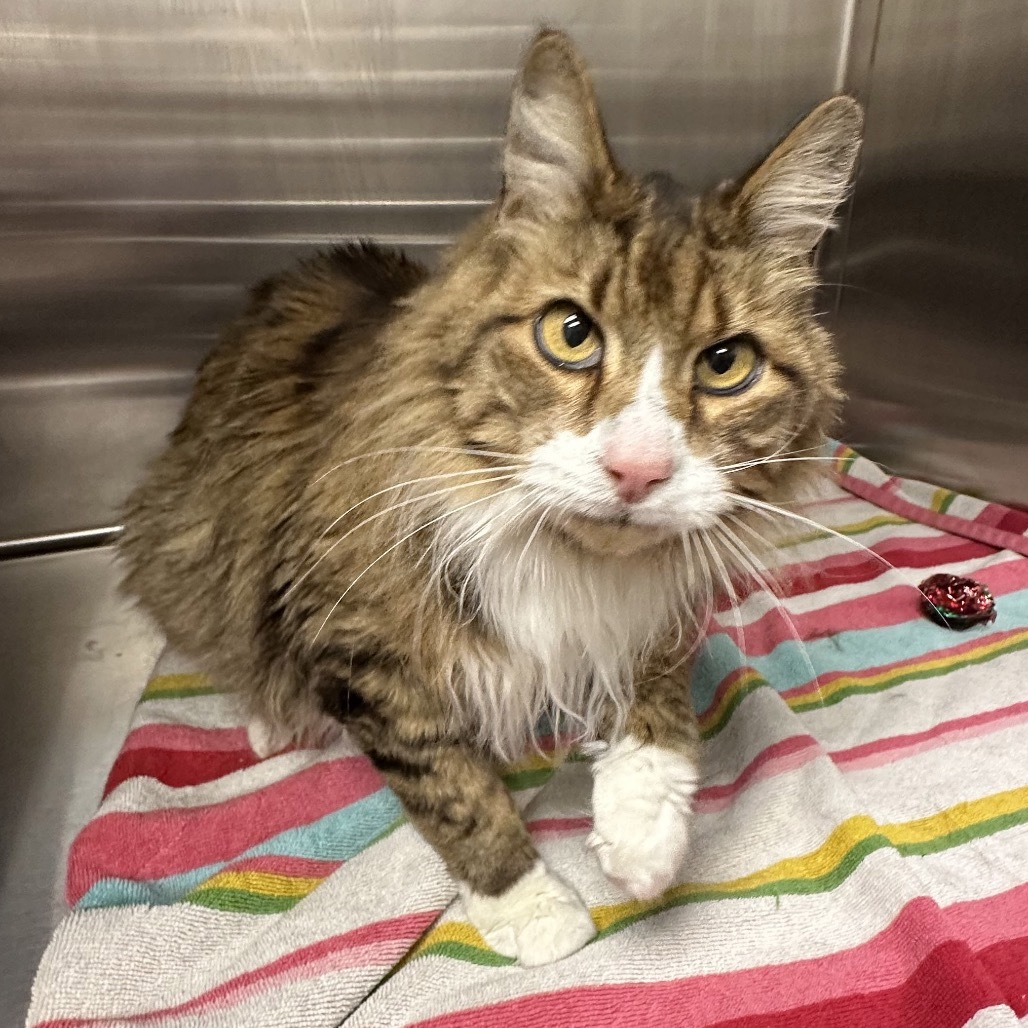 Rascal, an adoptable Domestic Long Hair in Hailey, ID, 83333 | Photo Image 6