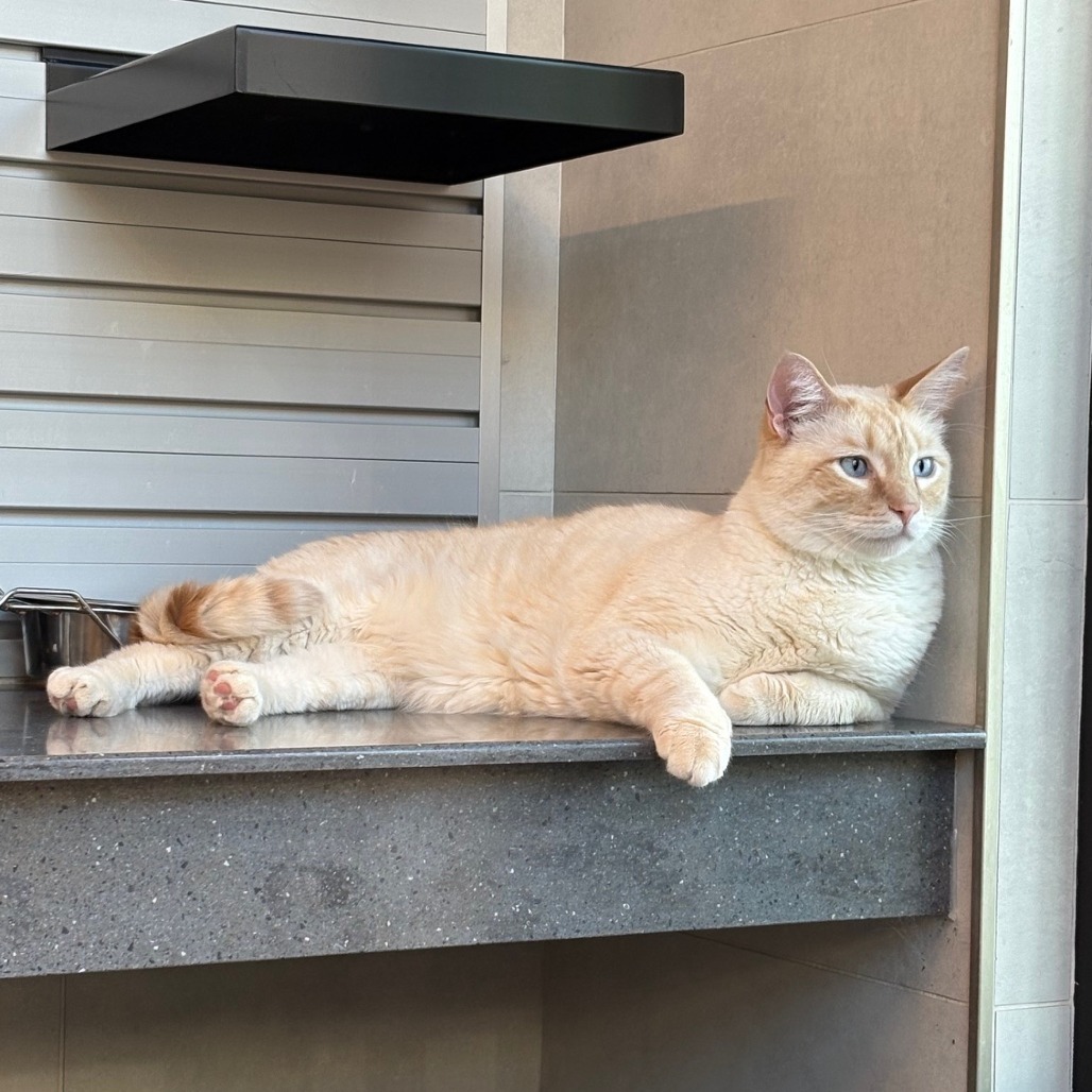 Mars, an adoptable Domestic Short Hair in Hailey, ID, 83333 | Photo Image 1