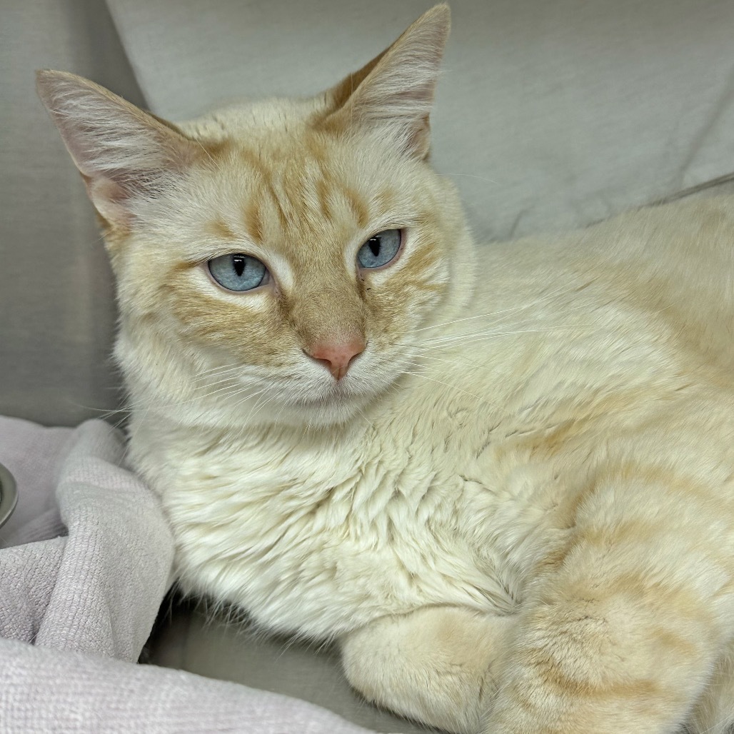 Mars, an adoptable Domestic Short Hair in Hailey, ID, 83333 | Photo Image 2