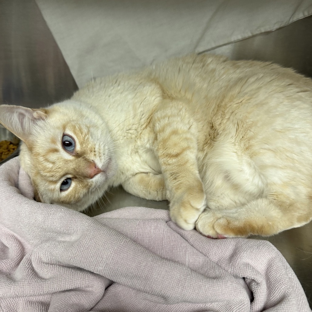Mars, an adoptable Domestic Short Hair in Hailey, ID, 83333 | Photo Image 3