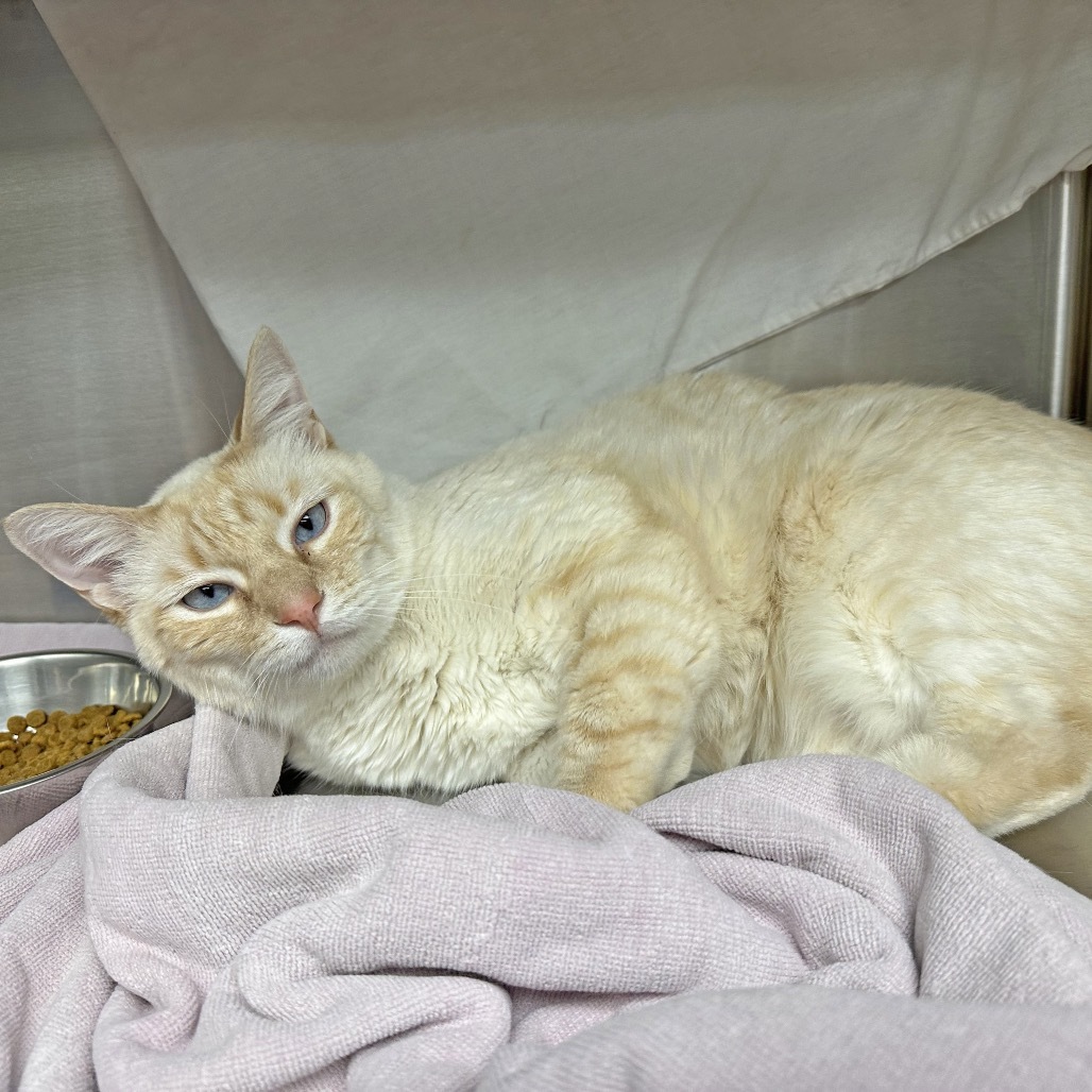 Mars, an adoptable Domestic Short Hair in Hailey, ID, 83333 | Photo Image 4