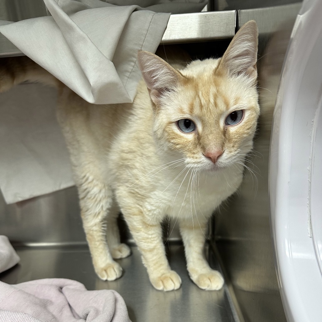 Mars, an adoptable Domestic Short Hair in Hailey, ID, 83333 | Photo Image 5