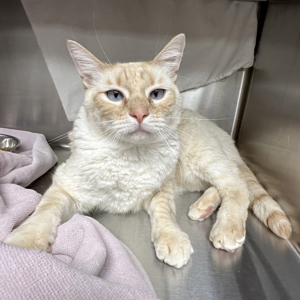 Mars, an adoptable Domestic Short Hair in Hailey, ID, 83333 | Photo Image 6