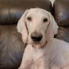 Fluff Puf photo 6