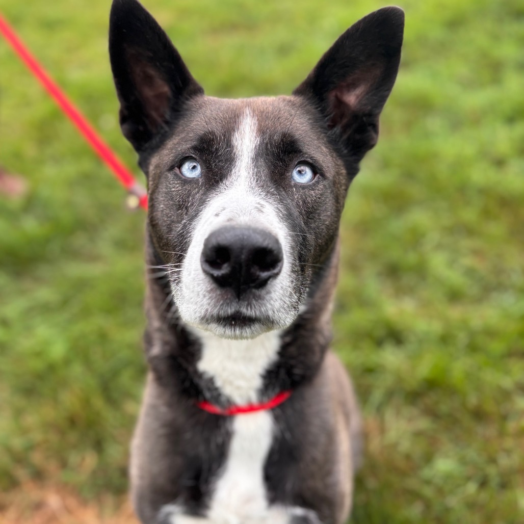 Duke