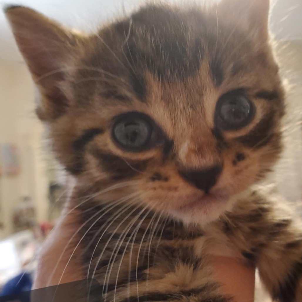 Mocha