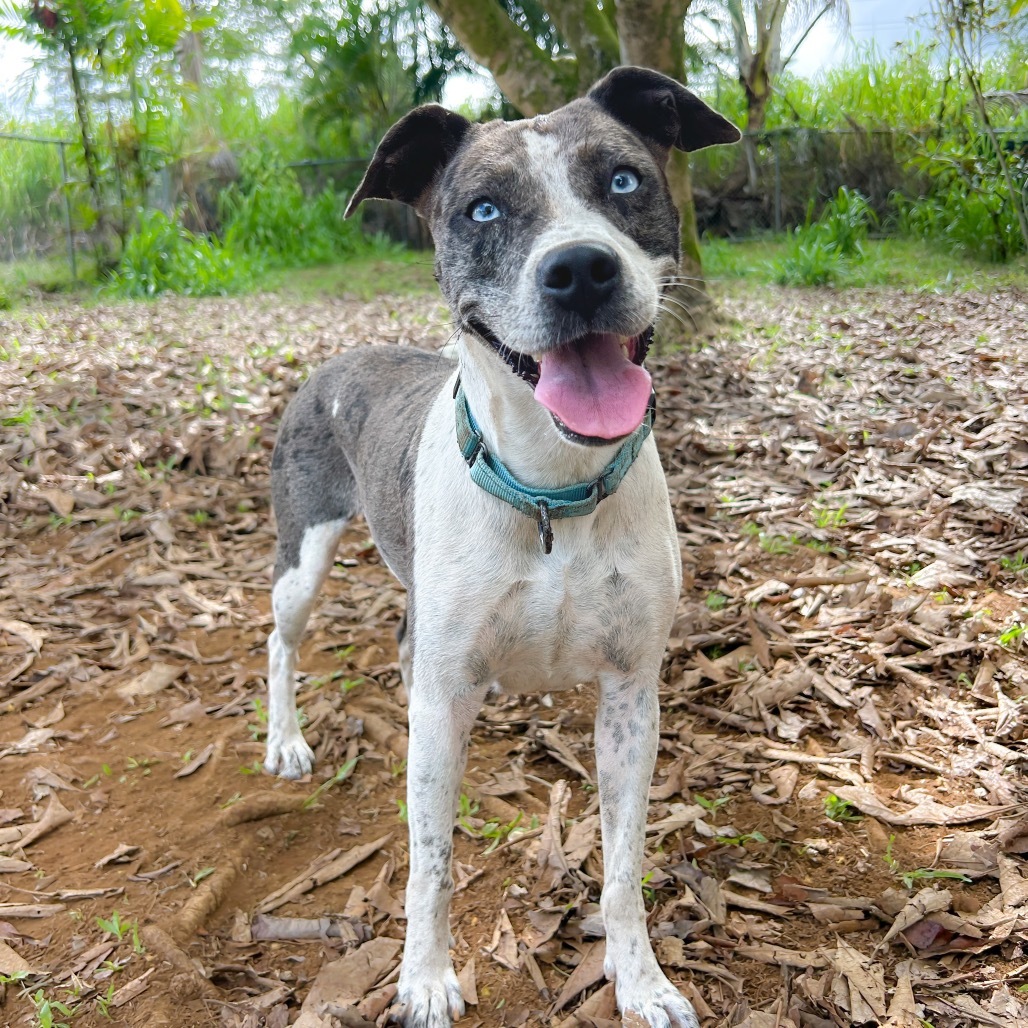 Lucky Charms, an adoptable Mixed Breed in Kailua Kona, HI, 96740 | Photo Image 1