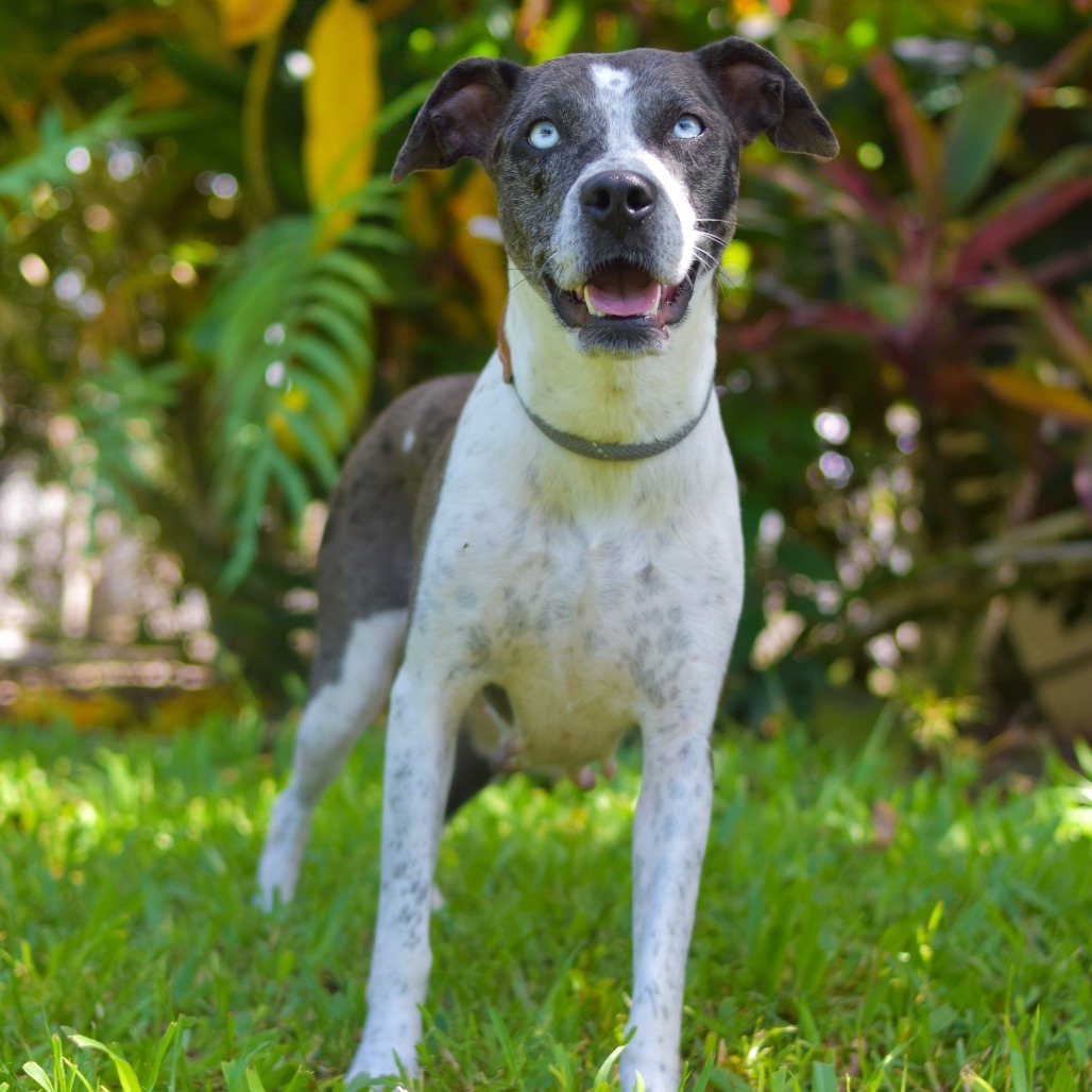 Lucky Charms, an adoptable Mixed Breed in Kailua Kona, HI, 96740 | Photo Image 2