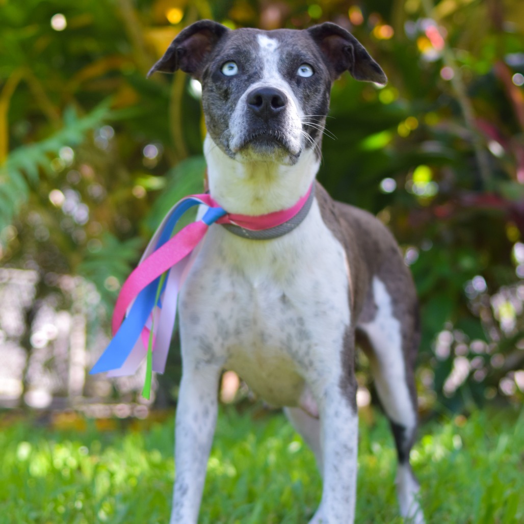 Lucky Charms, an adoptable Mixed Breed in Kailua Kona, HI, 96740 | Photo Image 3