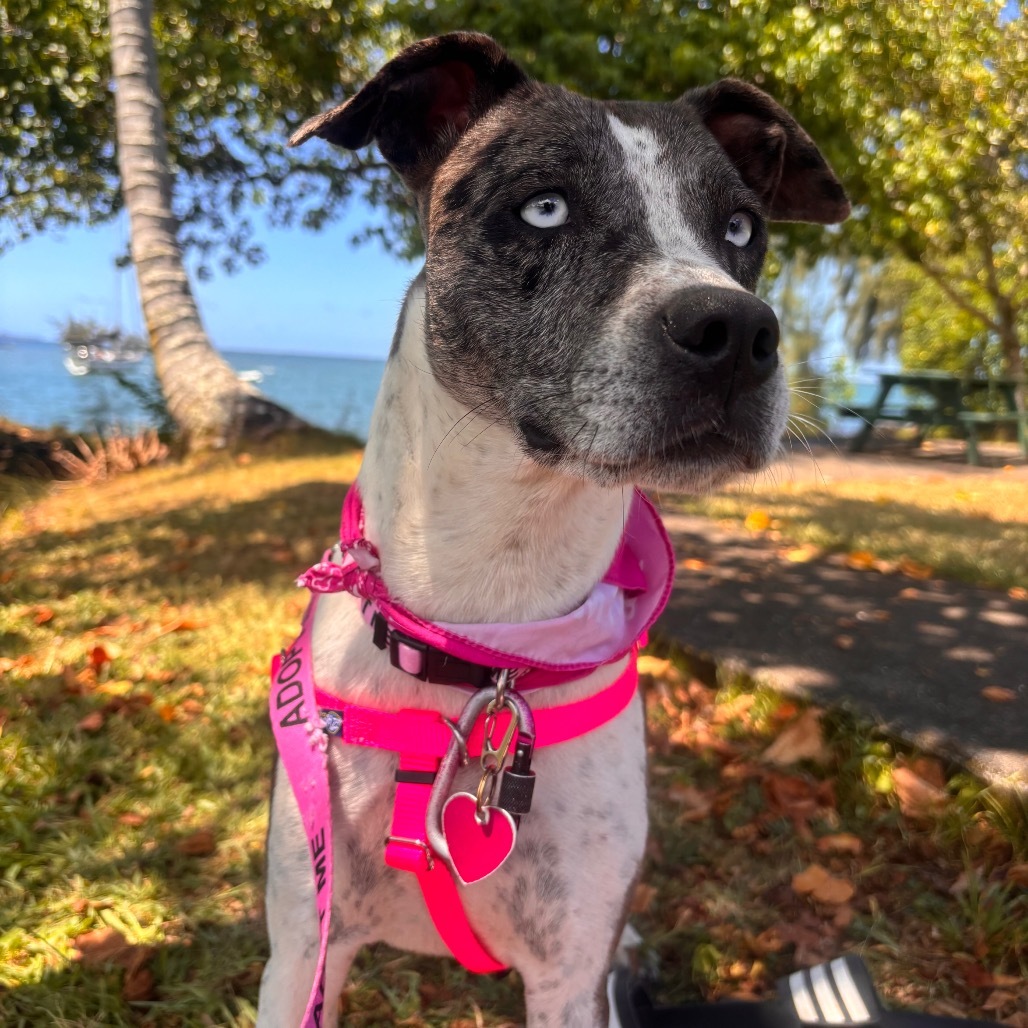 Lucky Charms, an adoptable Mixed Breed in Kailua Kona, HI, 96740 | Photo Image 4