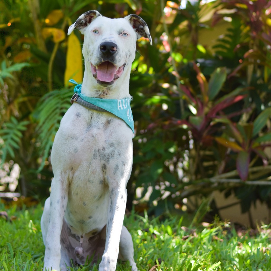 Reef, an adoptable Mixed Breed in Kailua Kona, HI, 96740 | Photo Image 1