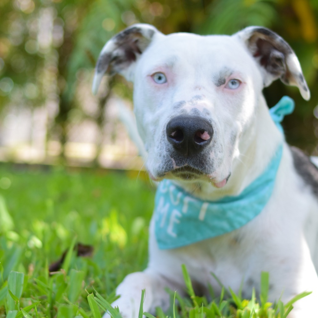 Reef, an adoptable Mixed Breed in Kailua Kona, HI, 96740 | Photo Image 2