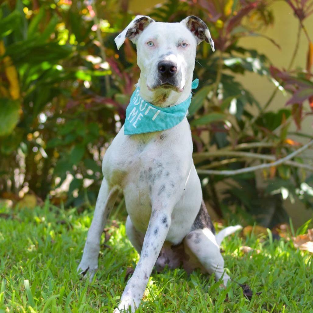 Reef, an adoptable Mixed Breed in Kailua Kona, HI, 96740 | Photo Image 3