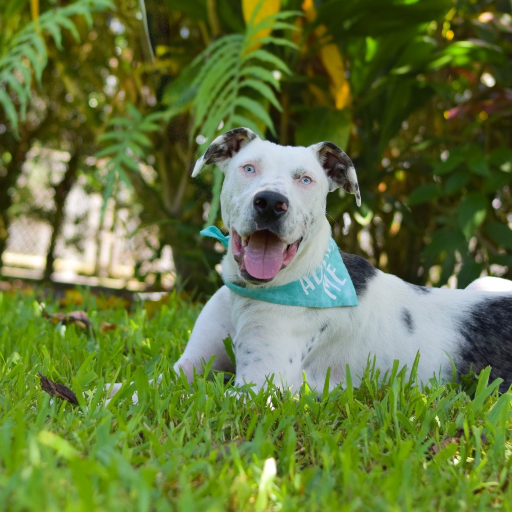 Reef, an adoptable Mixed Breed in Kailua Kona, HI, 96740 | Photo Image 4