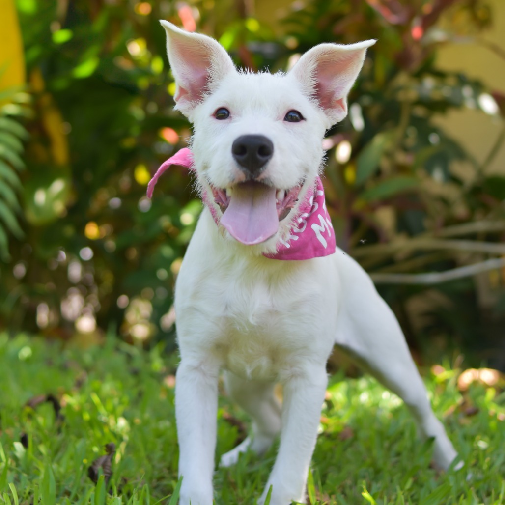 Marshmallow, an adoptable Mixed Breed in Kailua Kona, HI, 96740 | Photo Image 1