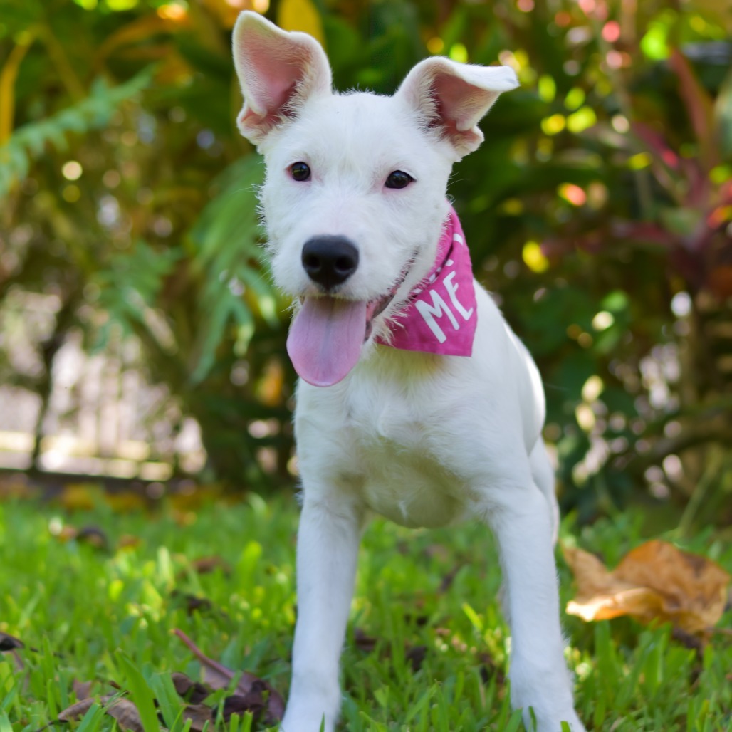 Marshmallow, an adoptable Mixed Breed in Kailua Kona, HI, 96740 | Photo Image 2