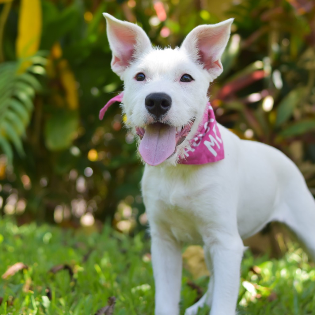 Marshmallow, an adoptable Mixed Breed in Kailua Kona, HI, 96740 | Photo Image 3