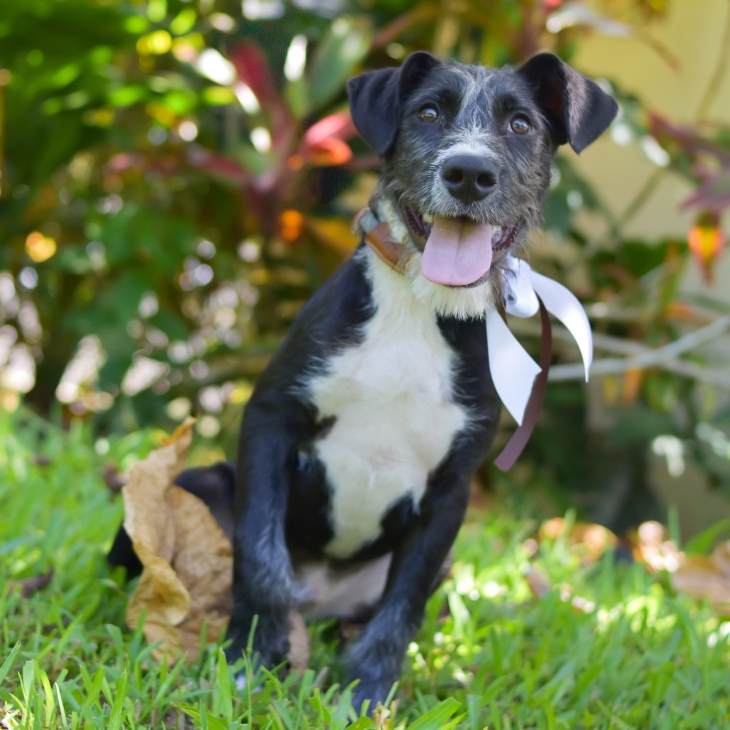 S'mores, an adoptable Mixed Breed in Kailua Kona, HI, 96740 | Photo Image 1