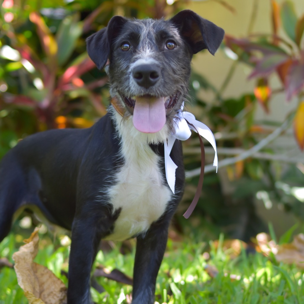 S'mores, an adoptable Mixed Breed in Kailua Kona, HI, 96740 | Photo Image 3