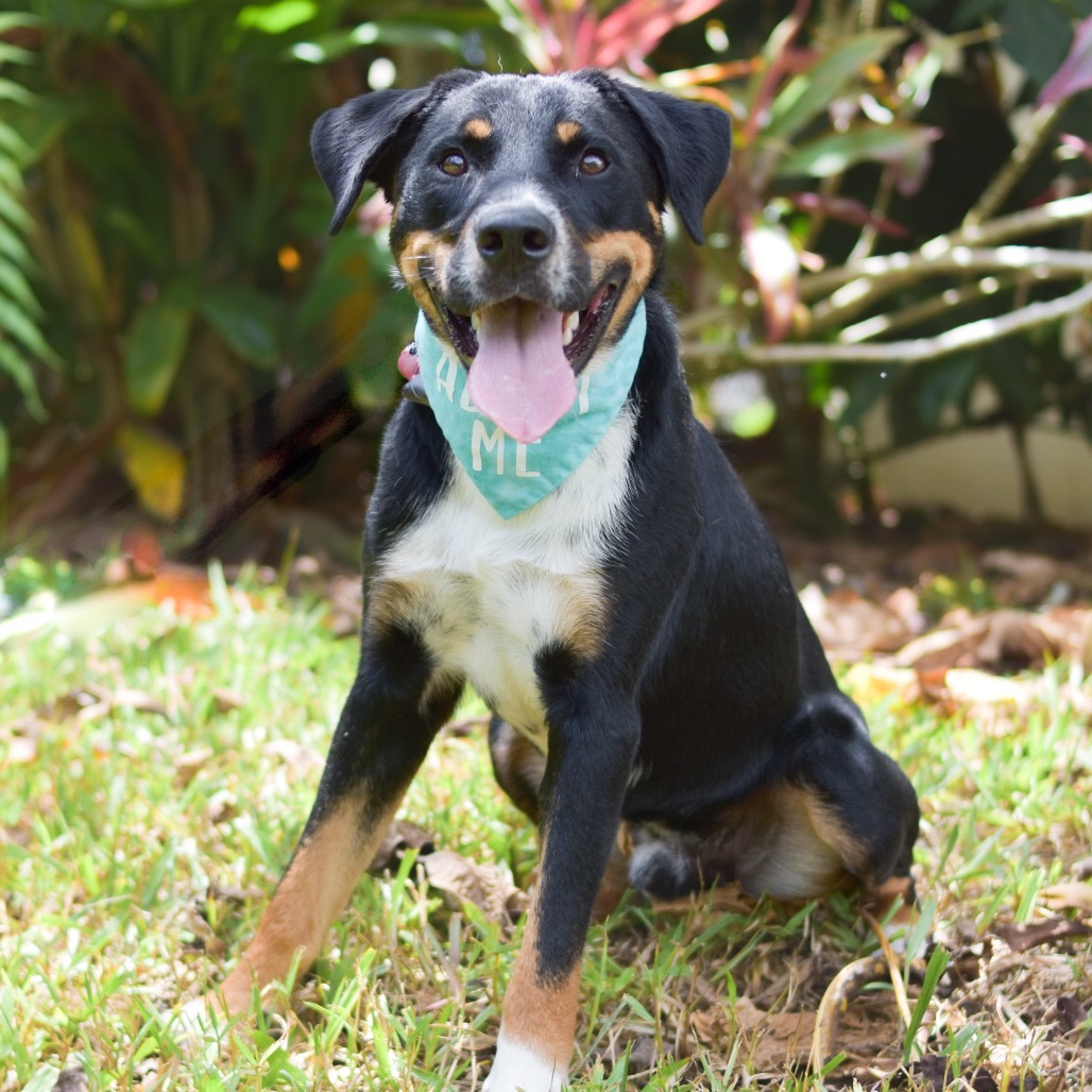 Charlie, an adoptable Mixed Breed in Kailua Kona, HI, 96740 | Photo Image 1