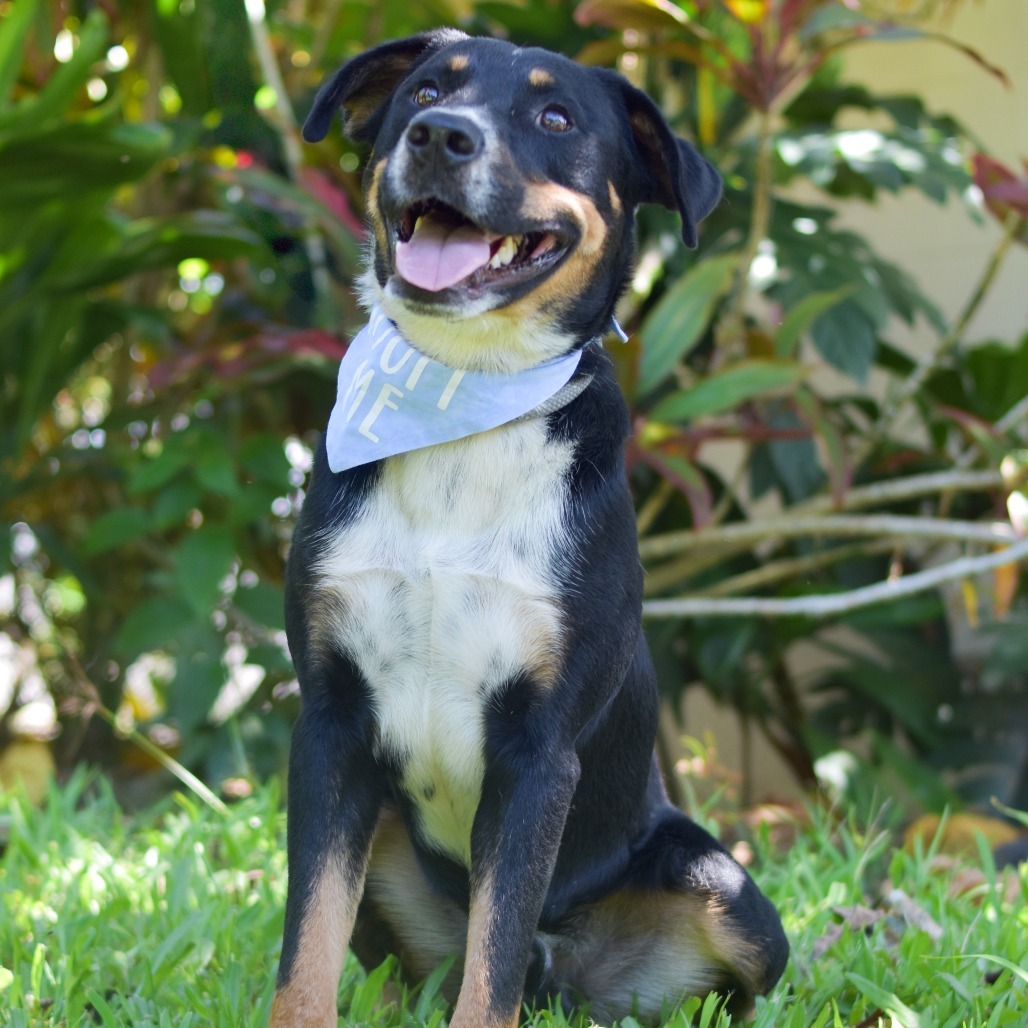 Charlie, an adoptable Mixed Breed in Kailua Kona, HI, 96740 | Photo Image 2