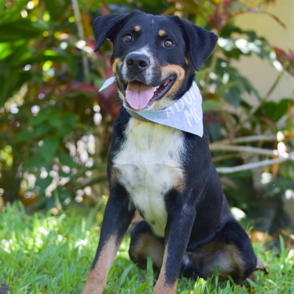Charlie, an adoptable Mixed Breed in Kailua Kona, HI, 96740 | Photo Image 3