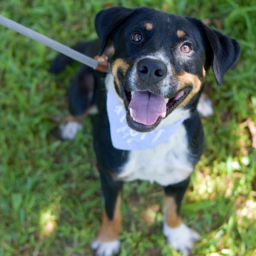Charlie, an adoptable Mixed Breed in Kailua Kona, HI, 96740 | Photo Image 4