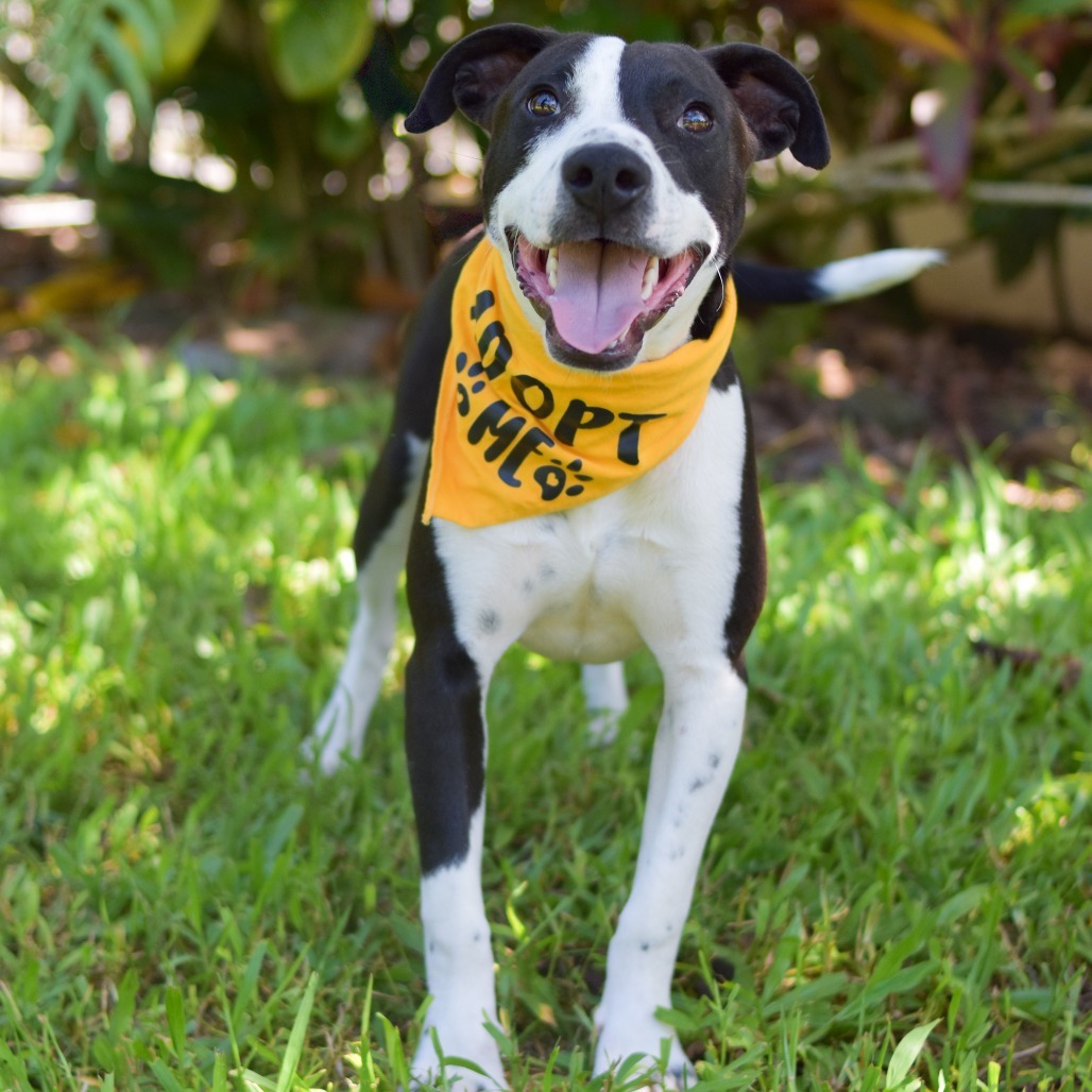 Butters, an adoptable Mixed Breed in Kailua Kona, HI, 96740 | Photo Image 1