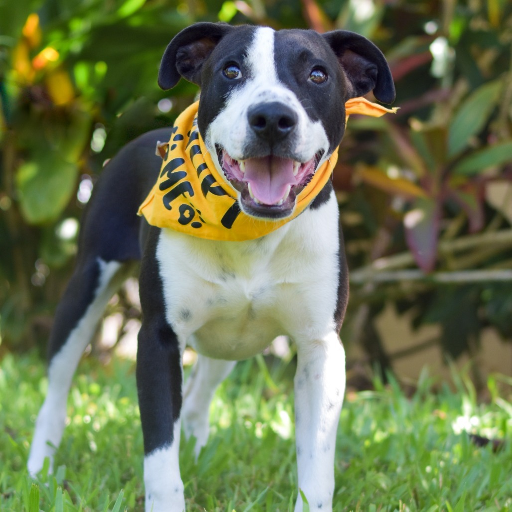 Butters, an adoptable Mixed Breed in Kailua Kona, HI, 96740 | Photo Image 2