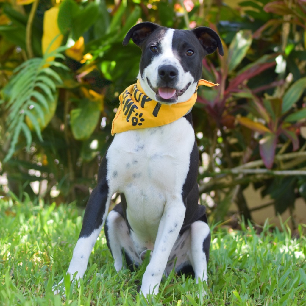 Butters, an adoptable Mixed Breed in Kailua Kona, HI, 96740 | Photo Image 3