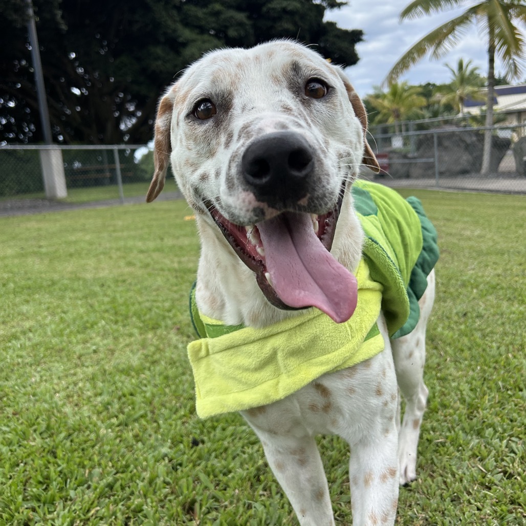 Comet, an adoptable Mixed Breed in Kailua Kona, HI, 96740 | Photo Image 1