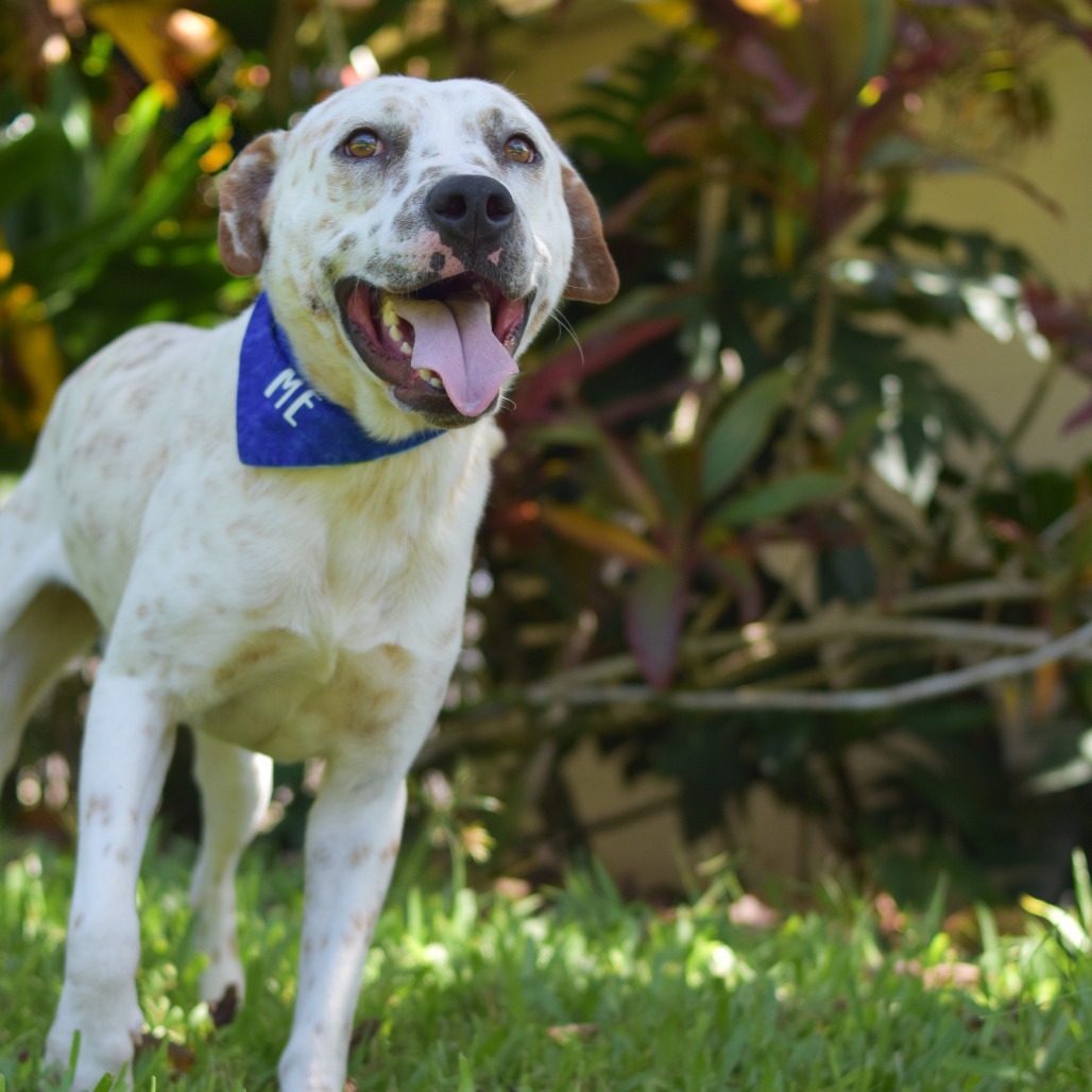 Comet, an adoptable Mixed Breed in Kailua Kona, HI, 96740 | Photo Image 2