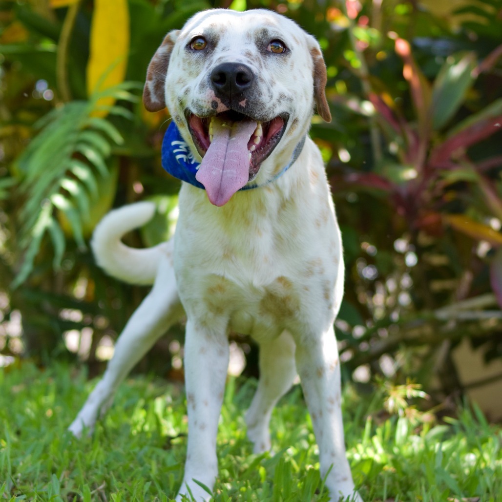 Comet, an adoptable Mixed Breed in Kailua Kona, HI, 96740 | Photo Image 3