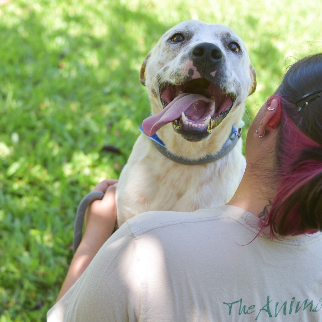 Comet, an adoptable Mixed Breed in Kailua Kona, HI, 96740 | Photo Image 4