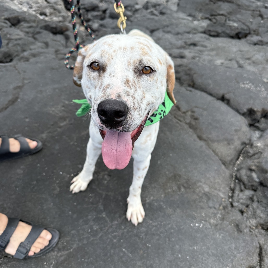 Comet, an adoptable Mixed Breed in Kailua Kona, HI, 96740 | Photo Image 5