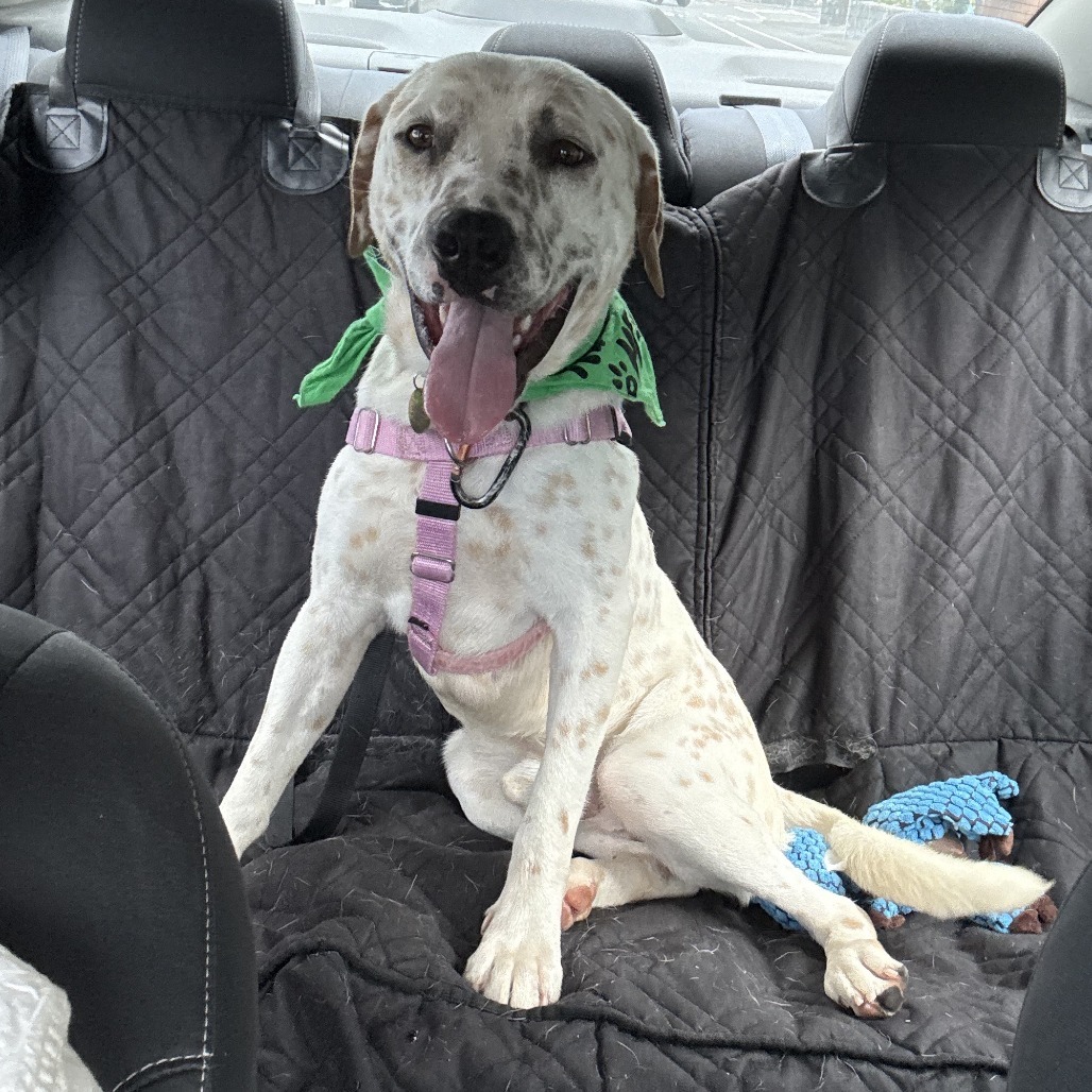 Comet, an adoptable Mixed Breed in Kailua Kona, HI, 96740 | Photo Image 6