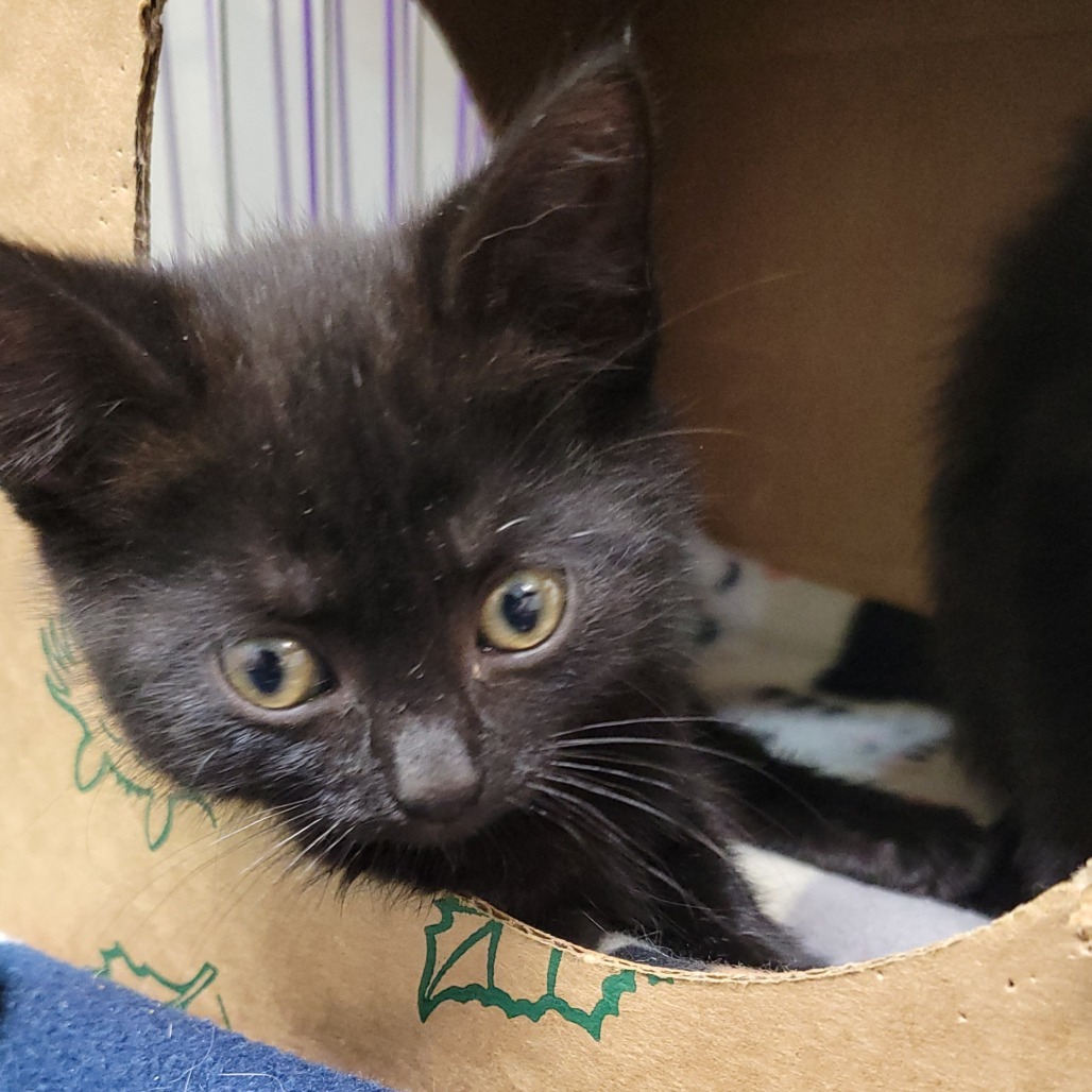 Piccolo, an adoptable Domestic Short Hair in Priest River, ID, 83856 | Photo Image 1