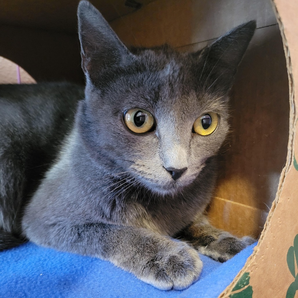 Harmonica, an adoptable Domestic Short Hair in Priest River, ID, 83856 | Photo Image 2