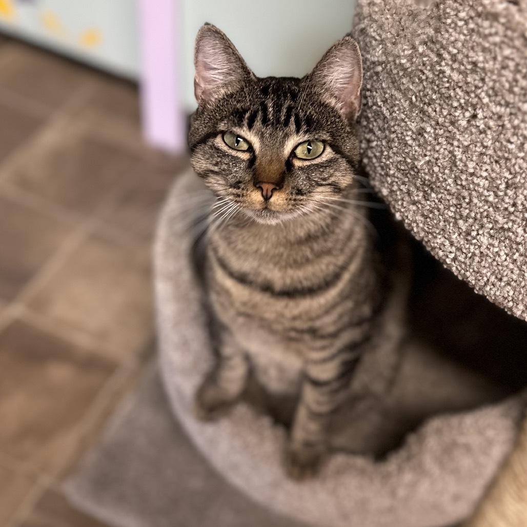 Harp, an adoptable Domestic Short Hair in Priest River, ID, 83856 | Photo Image 1