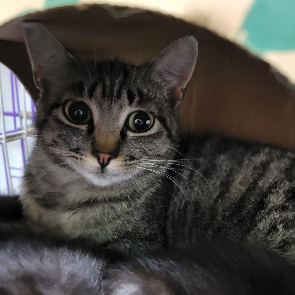 Harp, an adoptable Domestic Short Hair in Priest River, ID, 83856 | Photo Image 2