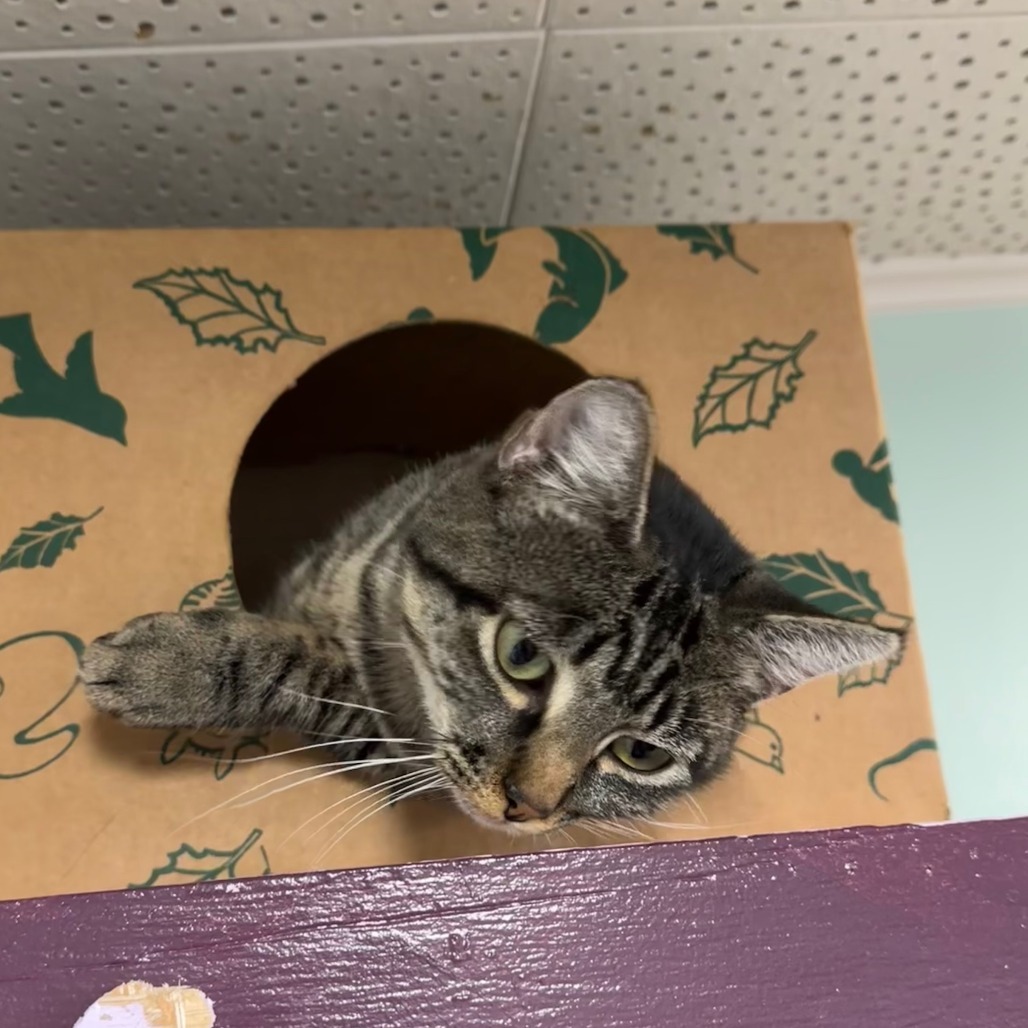 Harp, an adoptable Domestic Short Hair in Priest River, ID, 83856 | Photo Image 3