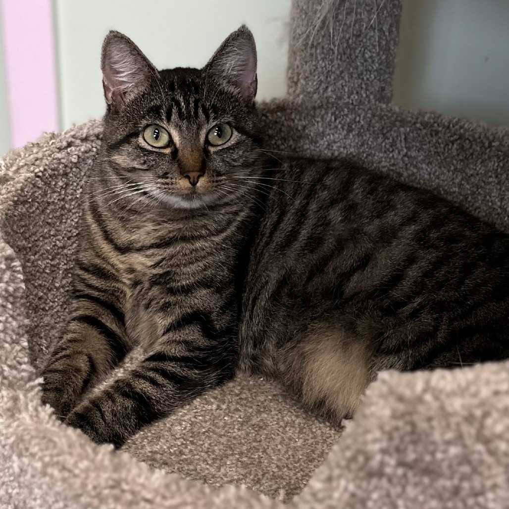 Harp, an adoptable Domestic Short Hair in Priest River, ID, 83856 | Photo Image 4