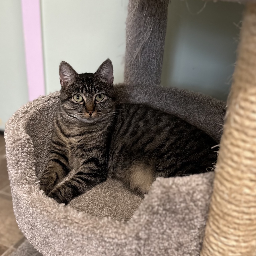 Harp, an adoptable Domestic Short Hair in Priest River, ID, 83856 | Photo Image 5