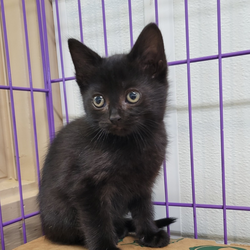 Cello, an adoptable Domestic Short Hair in Priest River, ID, 83856 | Photo Image 1