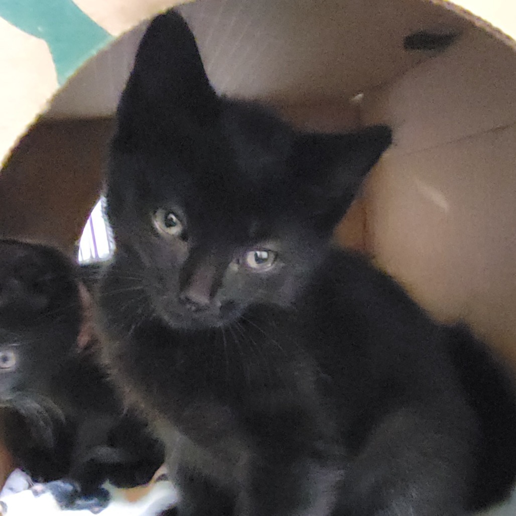 Trumpet, an adoptable Domestic Short Hair in Priest River, ID, 83856 | Photo Image 1