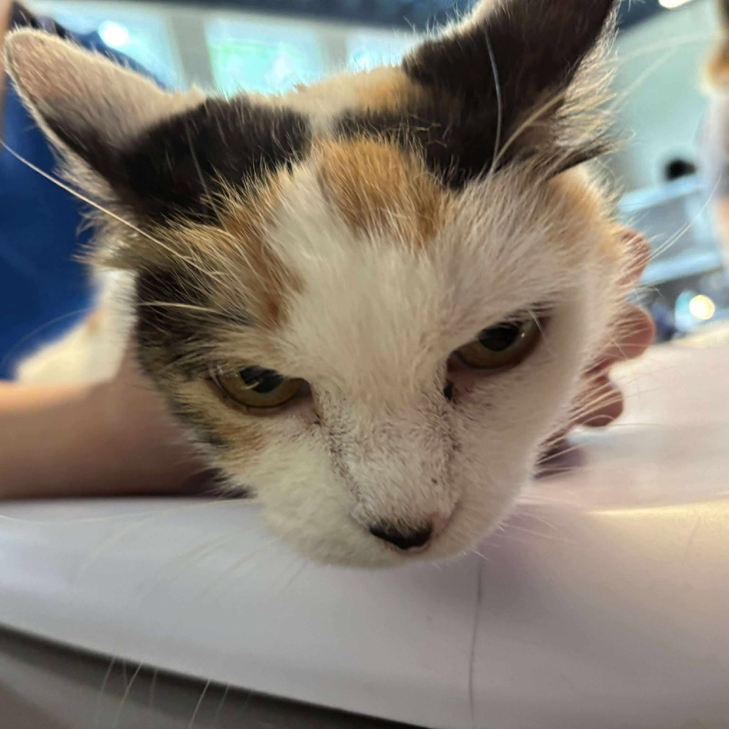 Adult Cat, Wht Calico