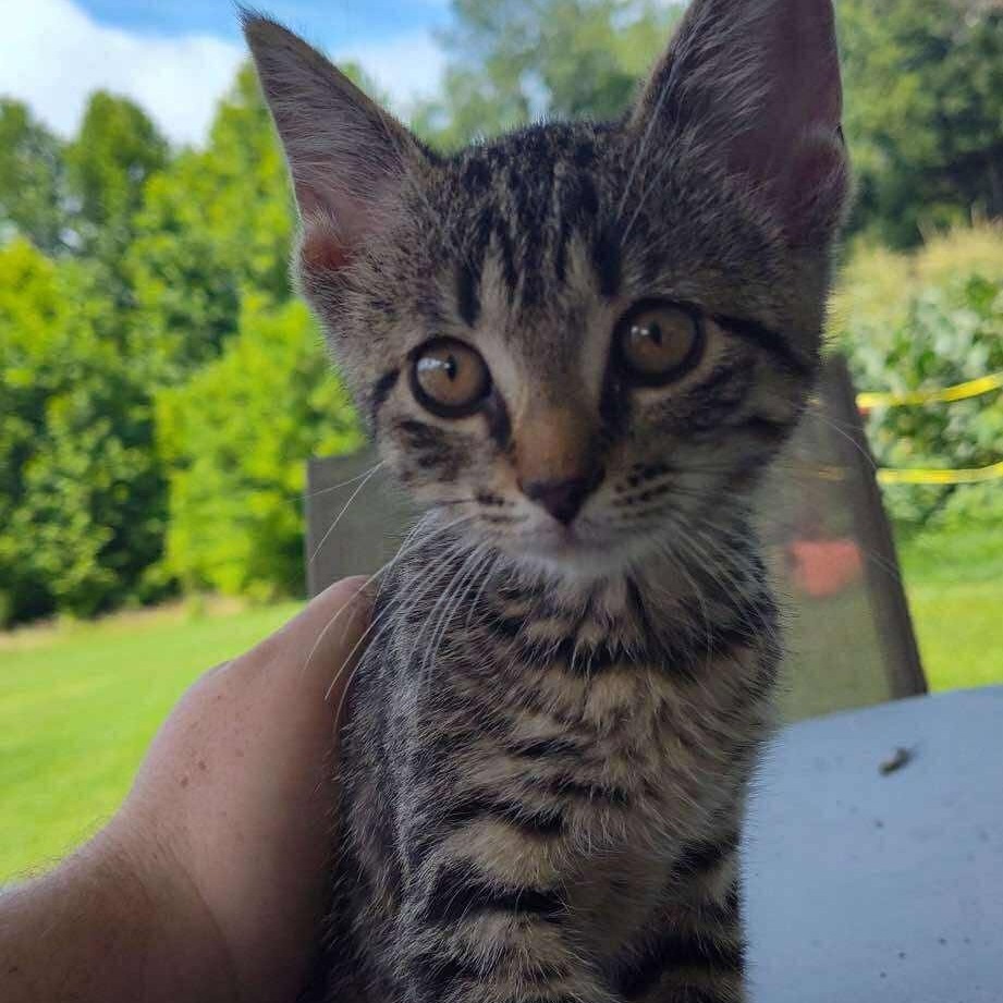 Belle