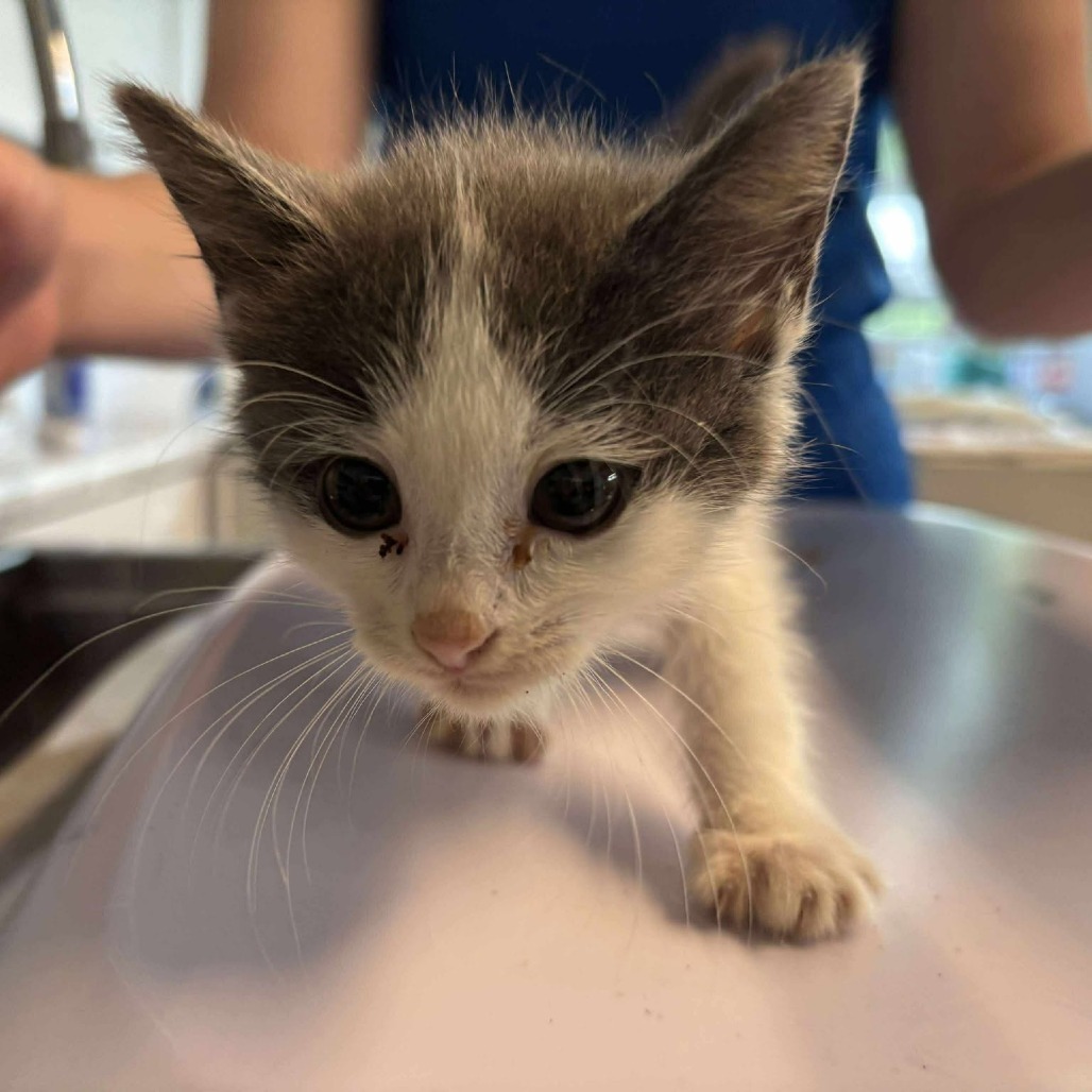 Pardue Kitten_2- OKC