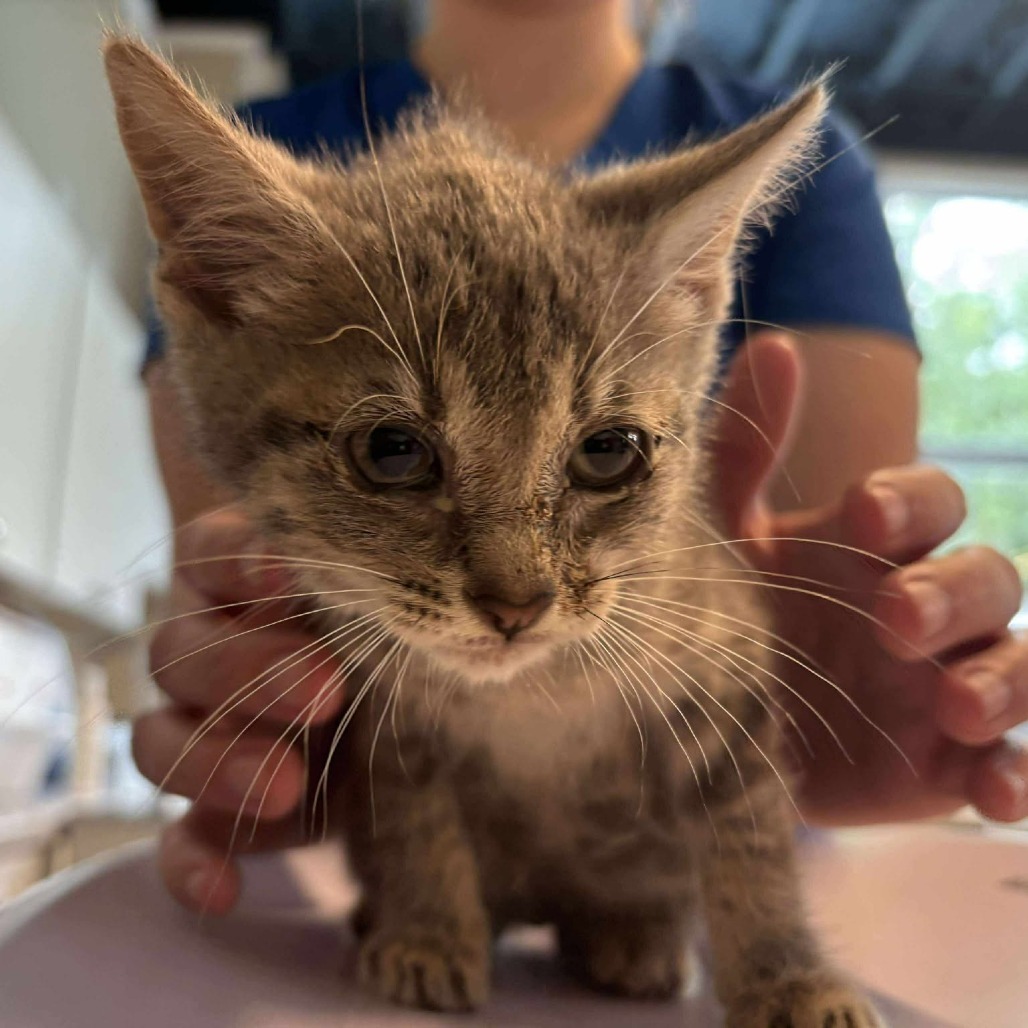 Pardue Kitten- OKC